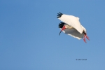 Eudocimus-albus;Flying-Bird;Ibis;Photography;White-Ibis;action;active;aloft;beha